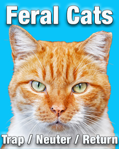 Feral Cats: Trap / Neuter / Return