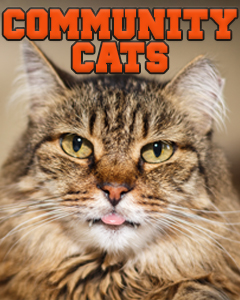 COMMUNITY CATS BUTTON
