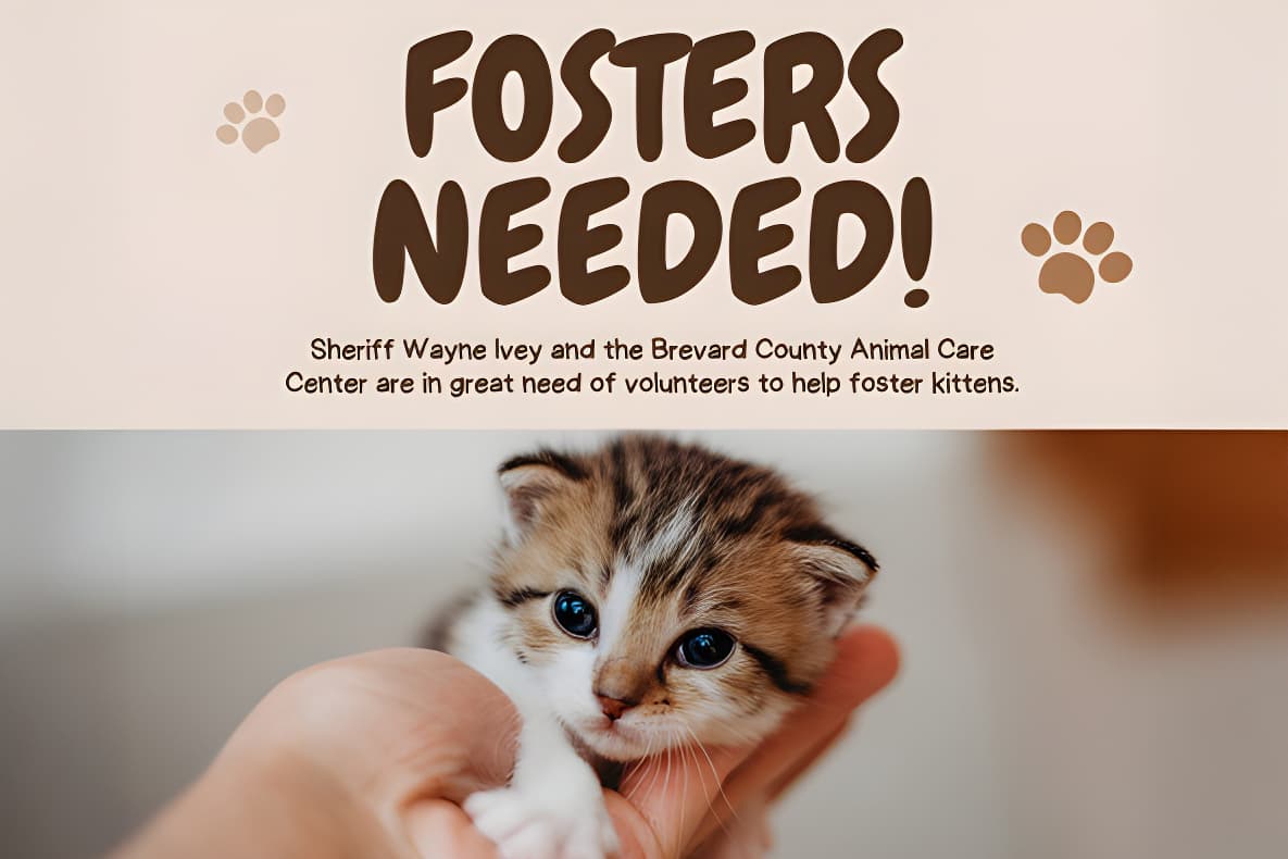 bcso fosters needed upscaled expanded 1