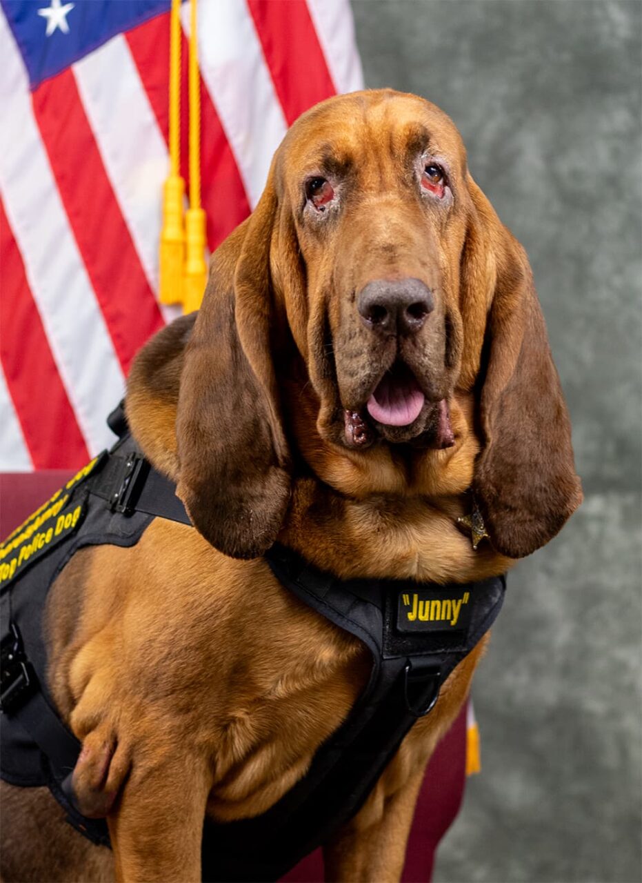 bcso junny command photo 1