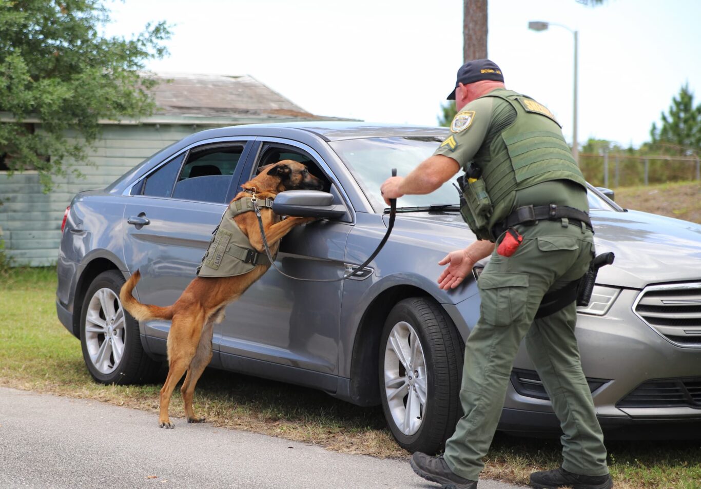 K9 4 1
